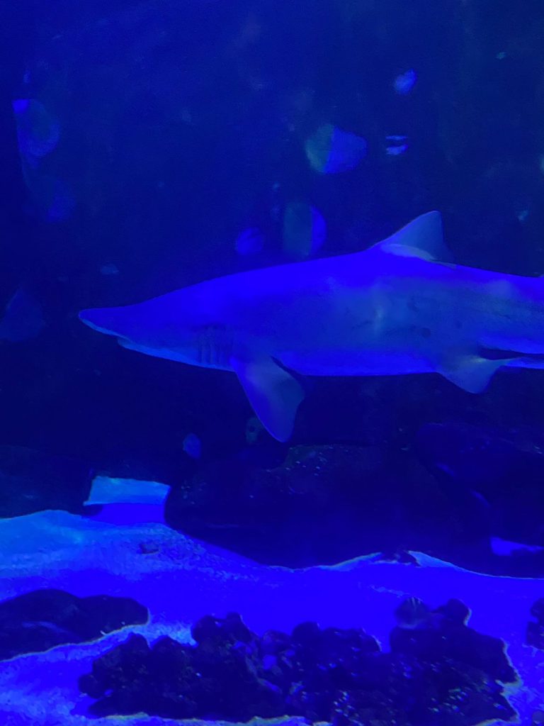 74f76654-36c0-4973-853a-7669f9542c5f